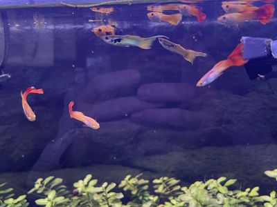 Fancy guppies