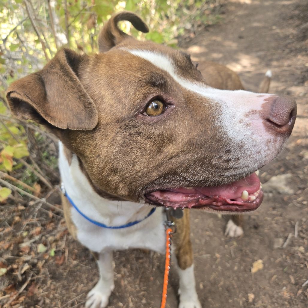 Hello my name is Dino