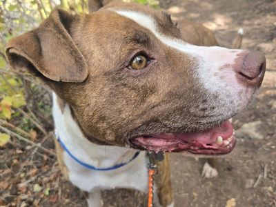 Hello my name is Dino