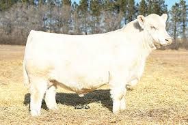 charolais bull
