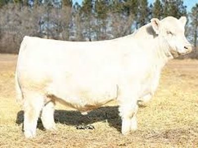 charolais bull