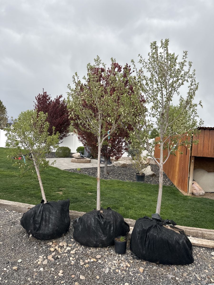 Canada Red Choke Cherry Trees