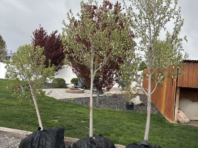 Canada Red Choke Cherry Trees