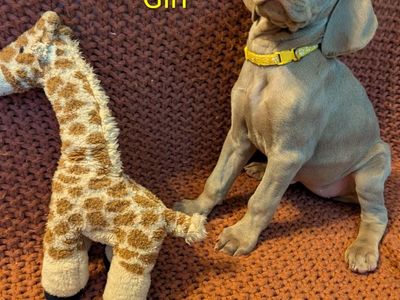 Weimaraner puppies
