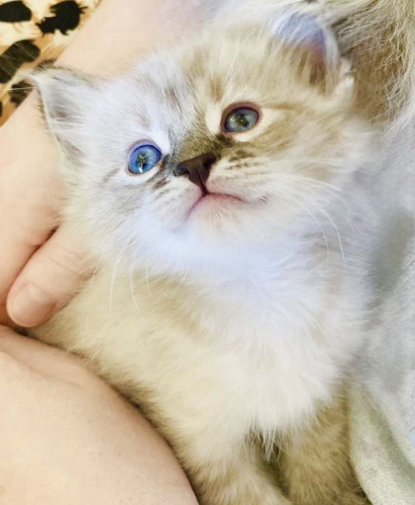 Stunning RAGDOLL SWEETHEARTS!  BEST Playful Puppy Doglike temperaments (Sheds Less/Less allergenic)