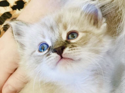 Stunning RAGDOLL SWEETHEARTS! BEST Playful Puppy Doglike temperaments (Sheds Less/Less allergenic)