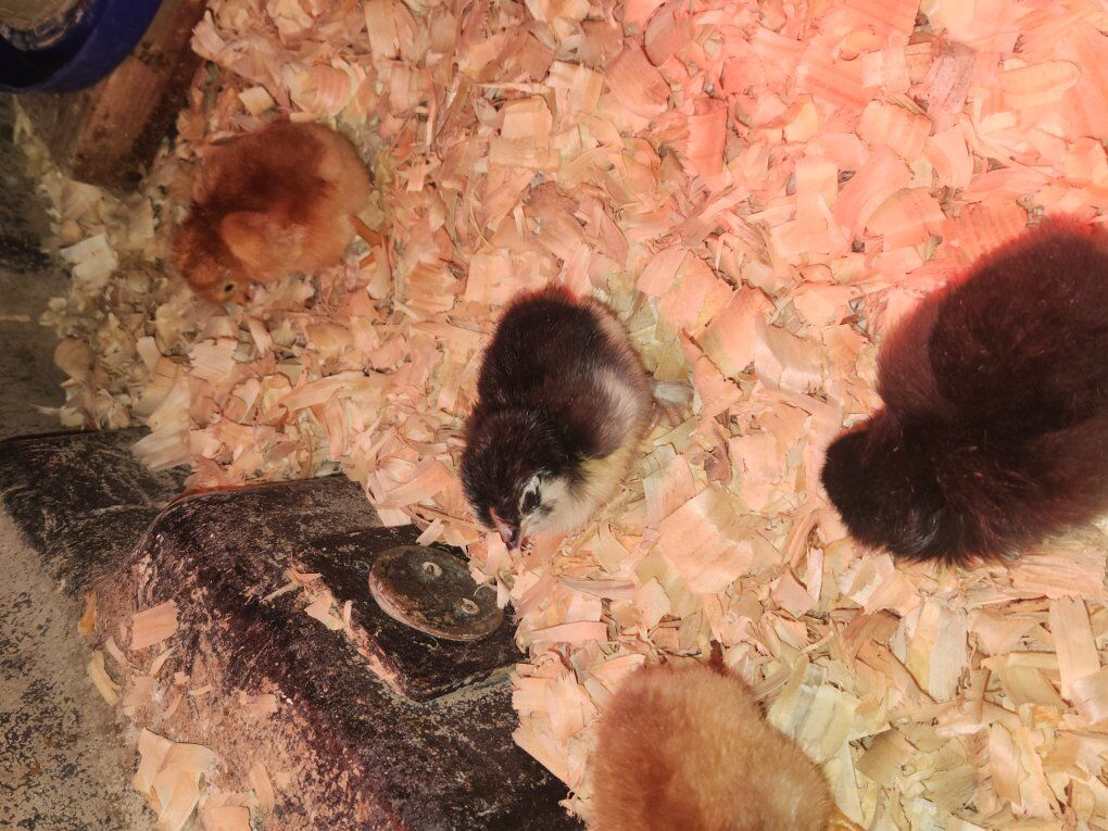 Olive/Easter Egger Chicks