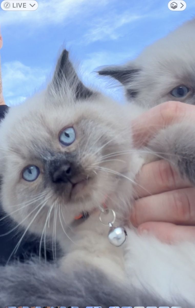 Two Adorable Male Blue-Eyed Ragdoll kittens