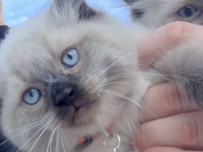 Two Adorable Male Blue-Eyed Ragdoll kittens