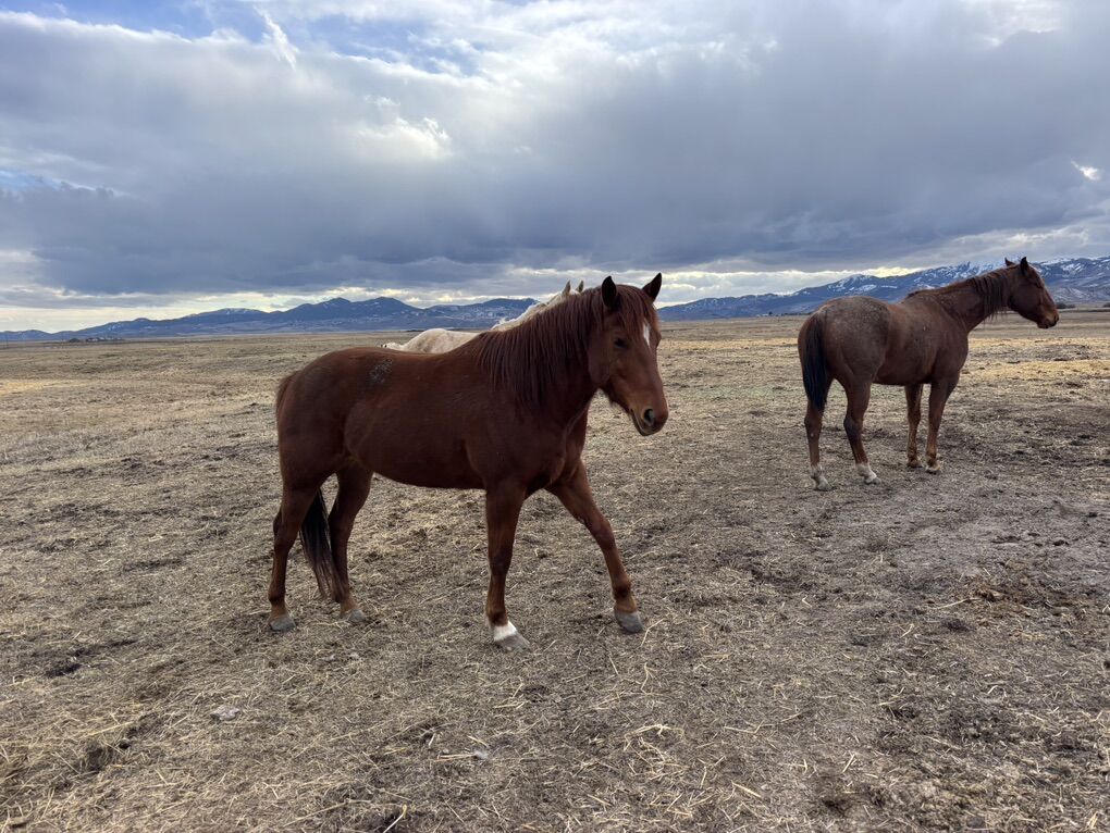 2019 Wondas Stylish Bunny