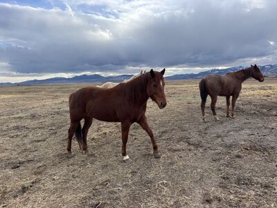 2019 Wondas Stylish Bunny