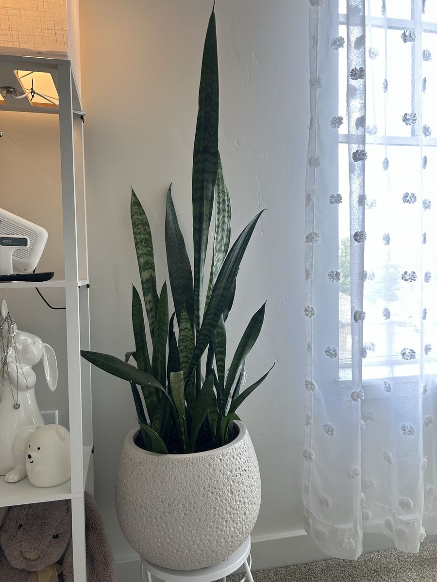 Large Snake Plant Sansevieria Trifasciata in White Textured Planter