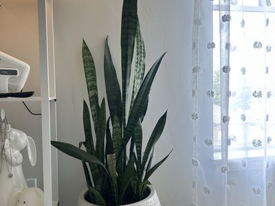 Large Snake Plant Sansevieria Trifasciata in White Textured Planter