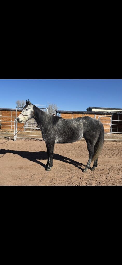Wyoming Accredited Mare