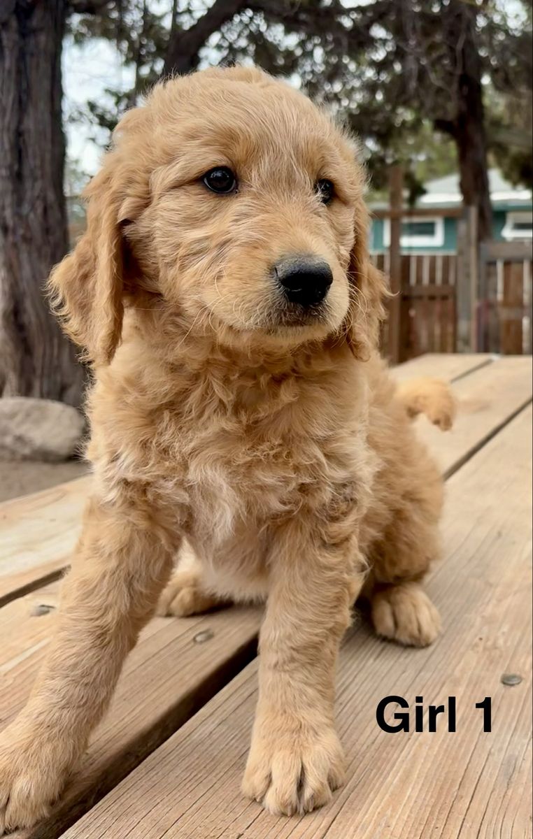 Adorable Goldendoodle Puppies: 4 Girls Available - Ready for Their Forever Homes!