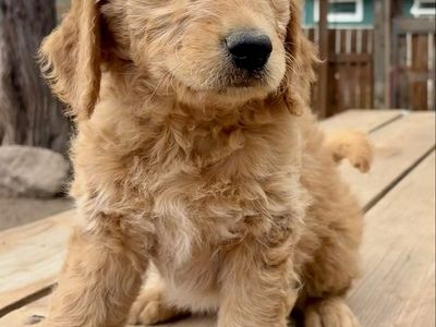 Adorable Goldendoodle Puppies: 4 Girls Available - Ready for Their Forever Homes!
