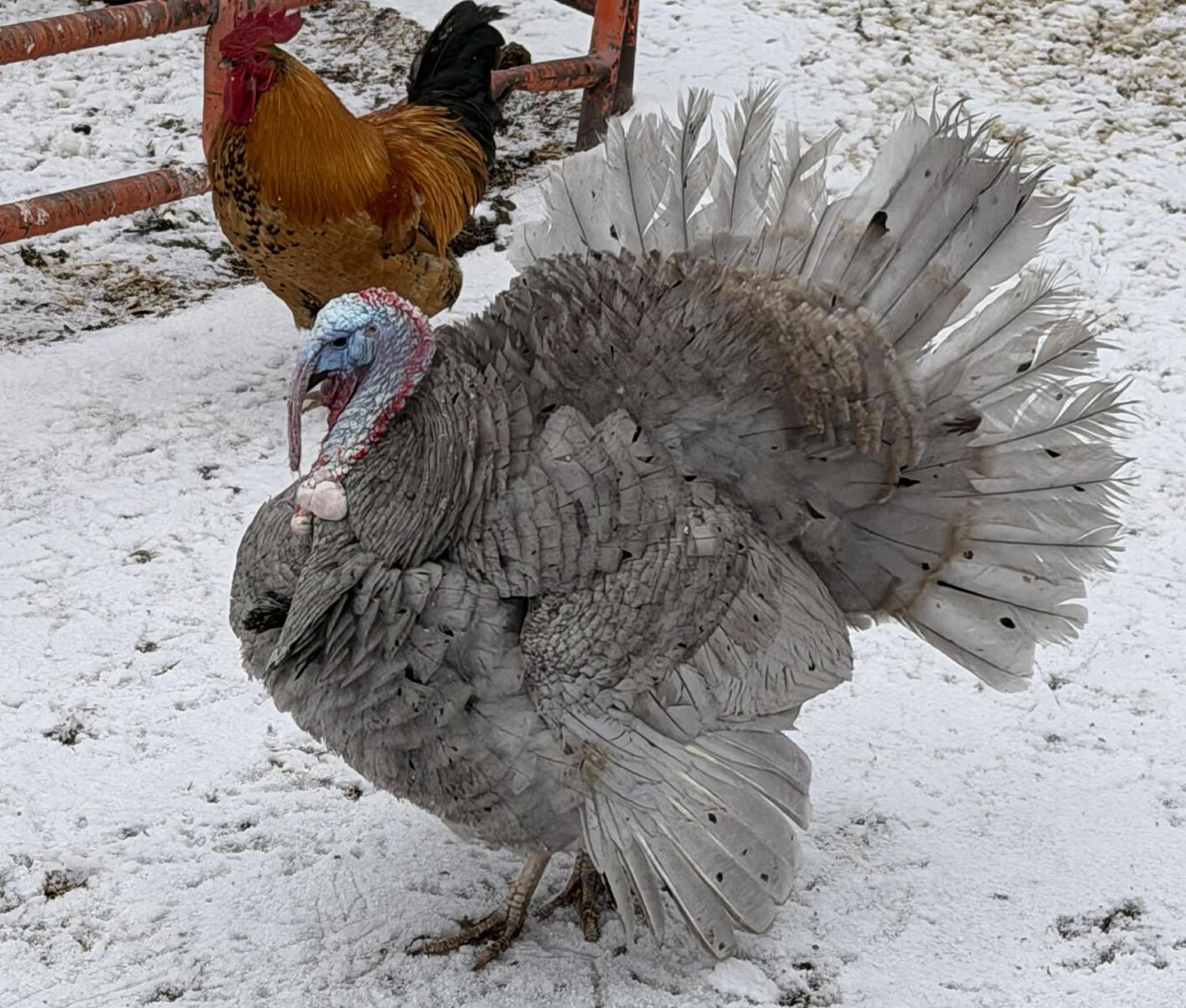 Blue slate Tom Turkey