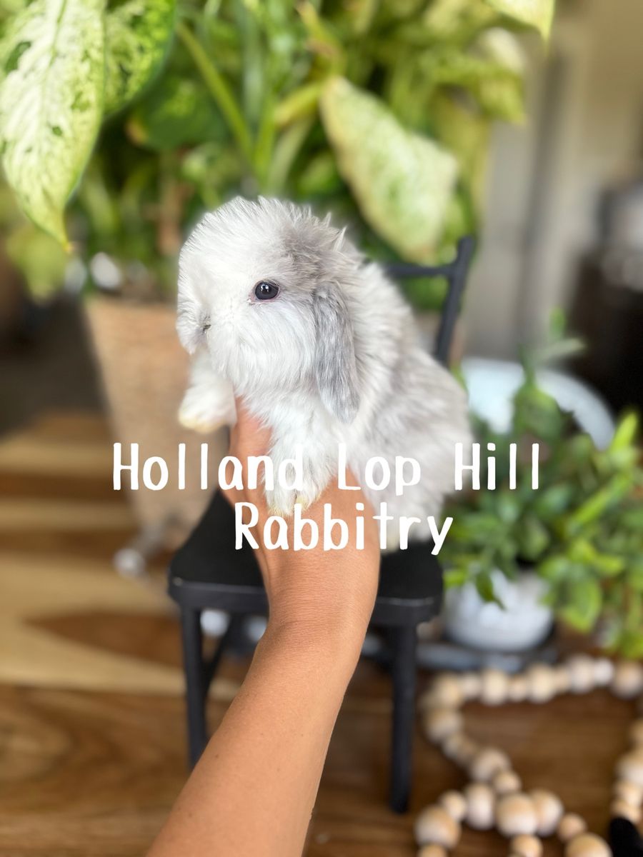 Holland Lop Baby Bunny - Magpie Buck
