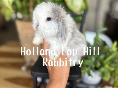Holland Lop Baby Bunny - Magpie Buck