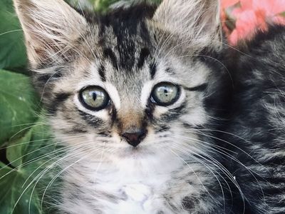 Bengal Mix Kitten
