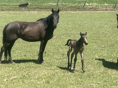 Black half draft mare Tennessee Walker 4 year old