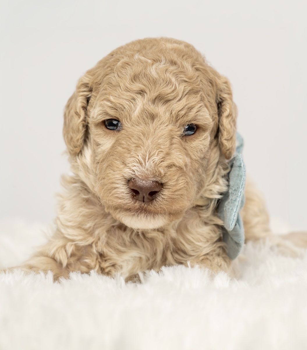 AKC Moyen Male Poodle Puppy - Kodiak - Sweet, Affectionate & Loyal - Limited/Full AKC Rights Available