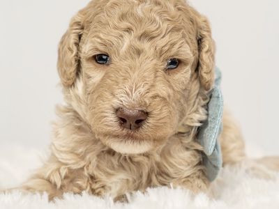 AKC Moyen Male Poodle Puppy - Kodiak - Sweet, Affectionate & Loyal - Limited/Full AKC Rights Available