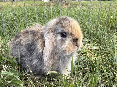 Purebred Holland Lop