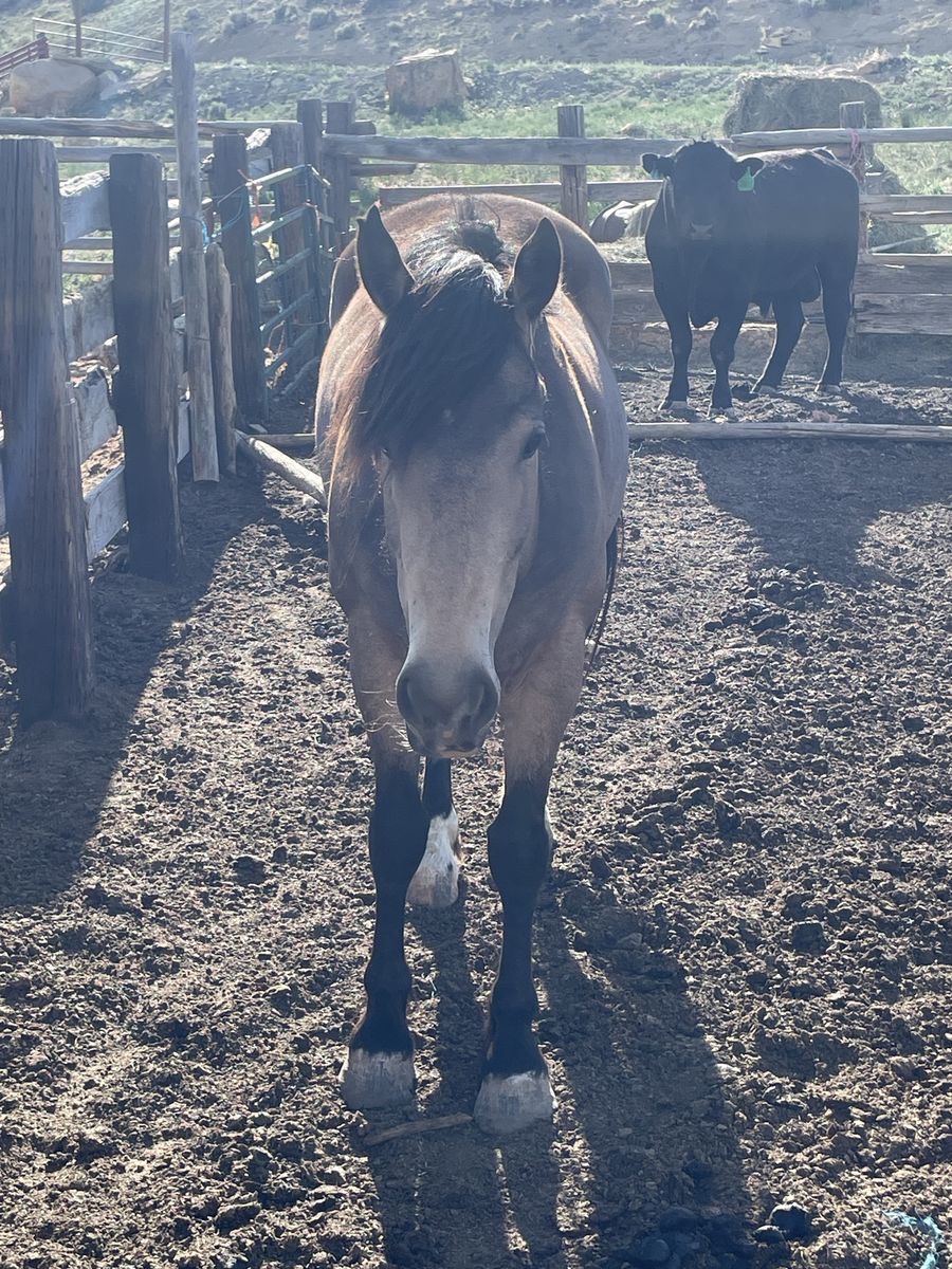 Gypsy cross mare