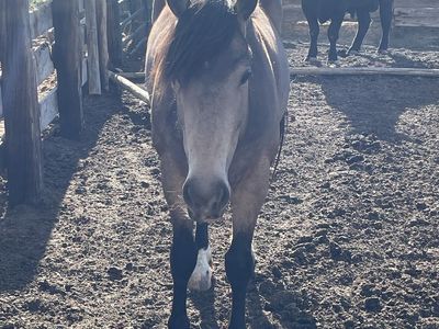 Gypsy cross mare