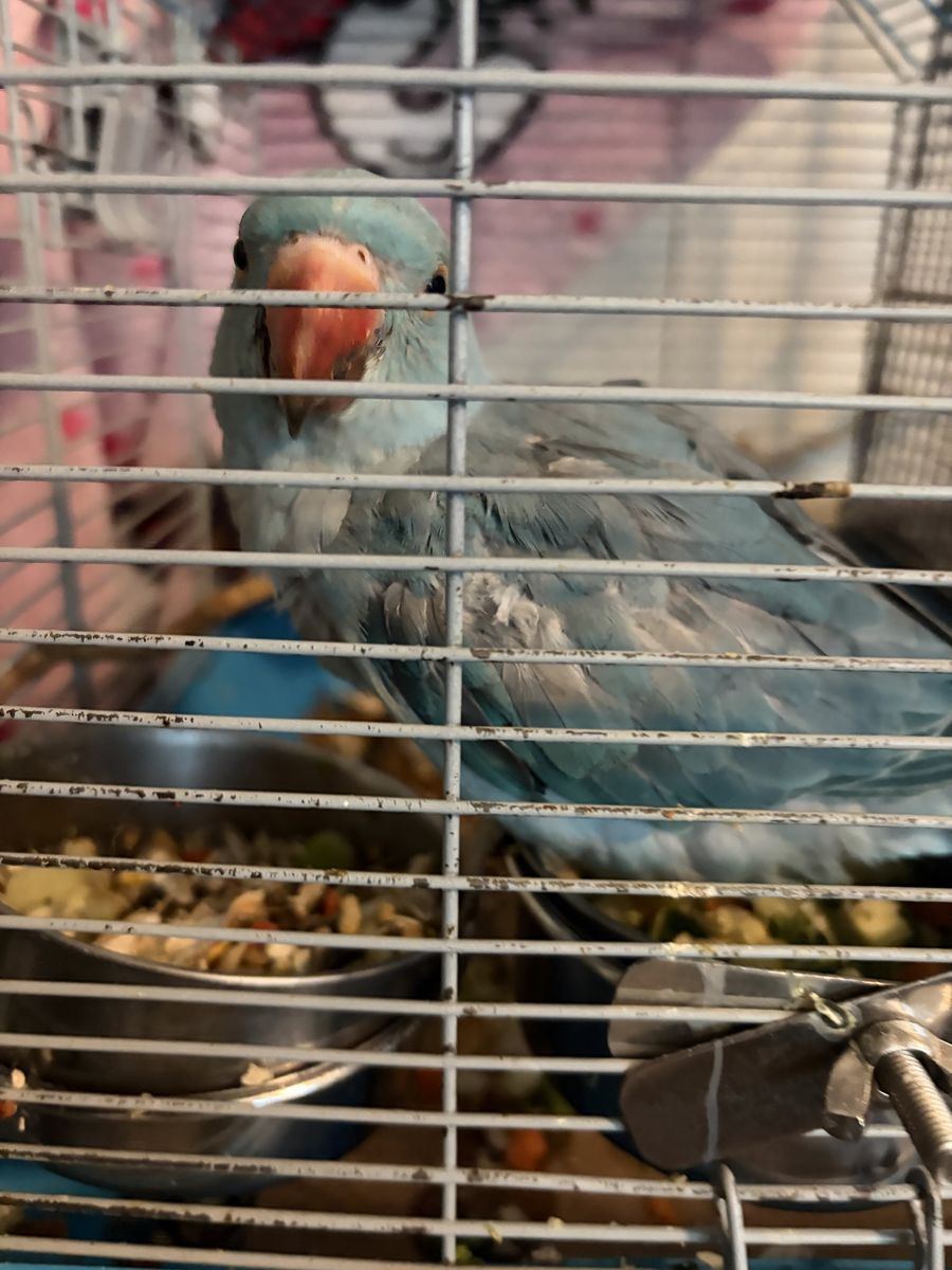 Indian Ringneck babies