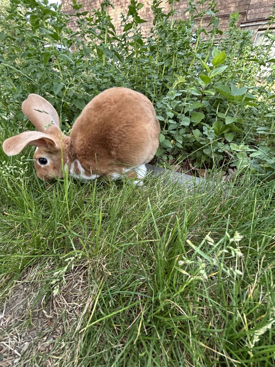 Purebred Rex Rabbits