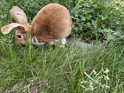 Purebred Rex Rabbits