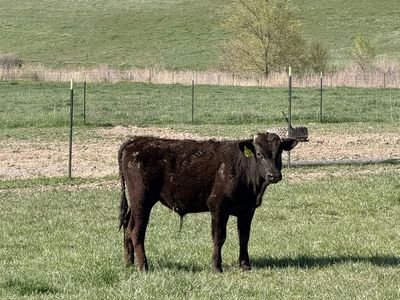 Wagyu Bulls