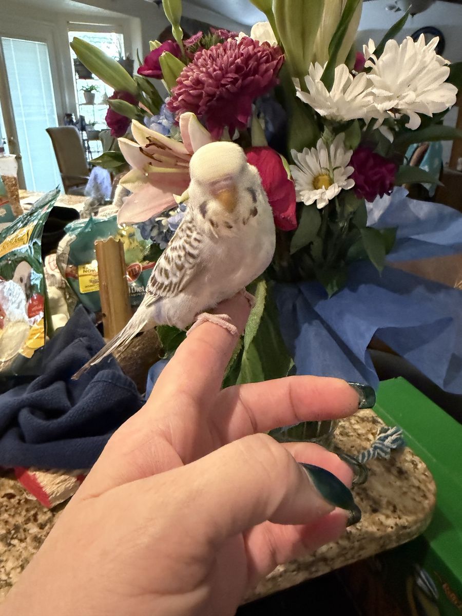 Handfed English budgies