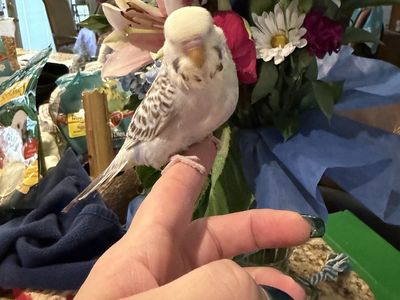 Handfed English budgies