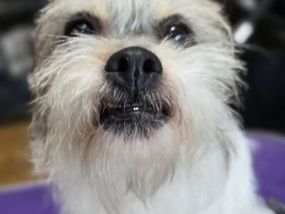 Fidget, Terrier ready to play