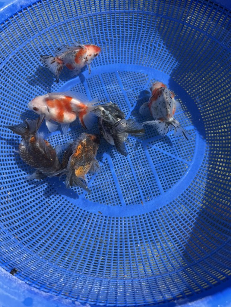 Jumbo High-Quality Ryukin Goldfish Group