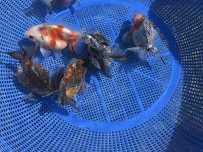 Jumbo High-Quality Ryukin Goldfish Group
