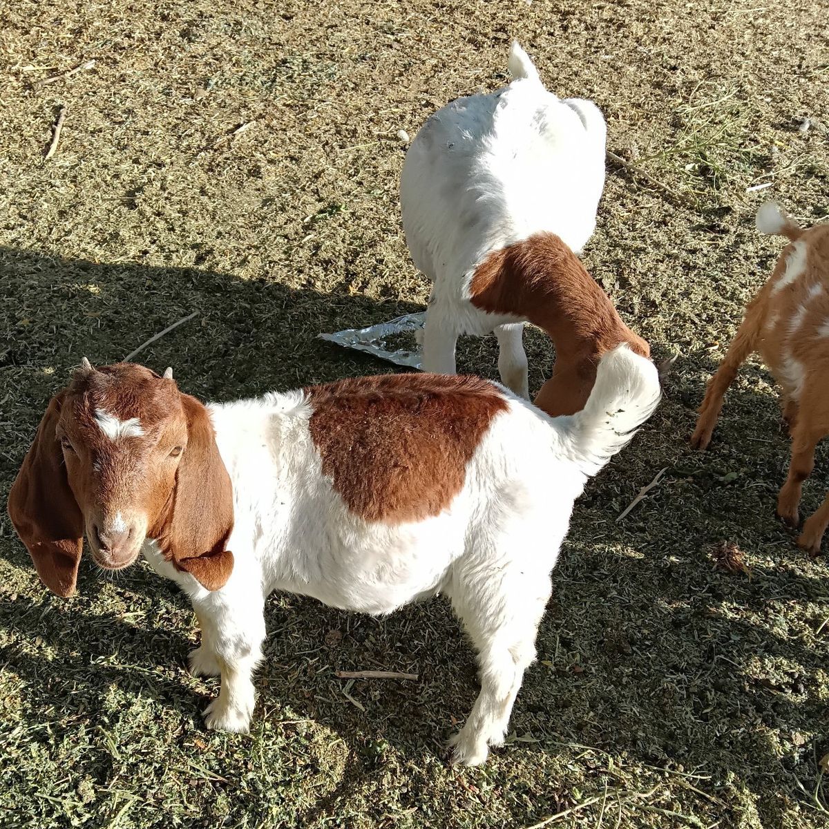 100% registerable boer doeling