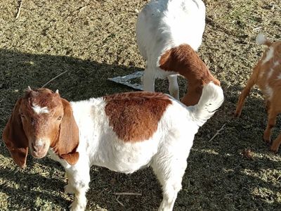 100% registerable boer doeling