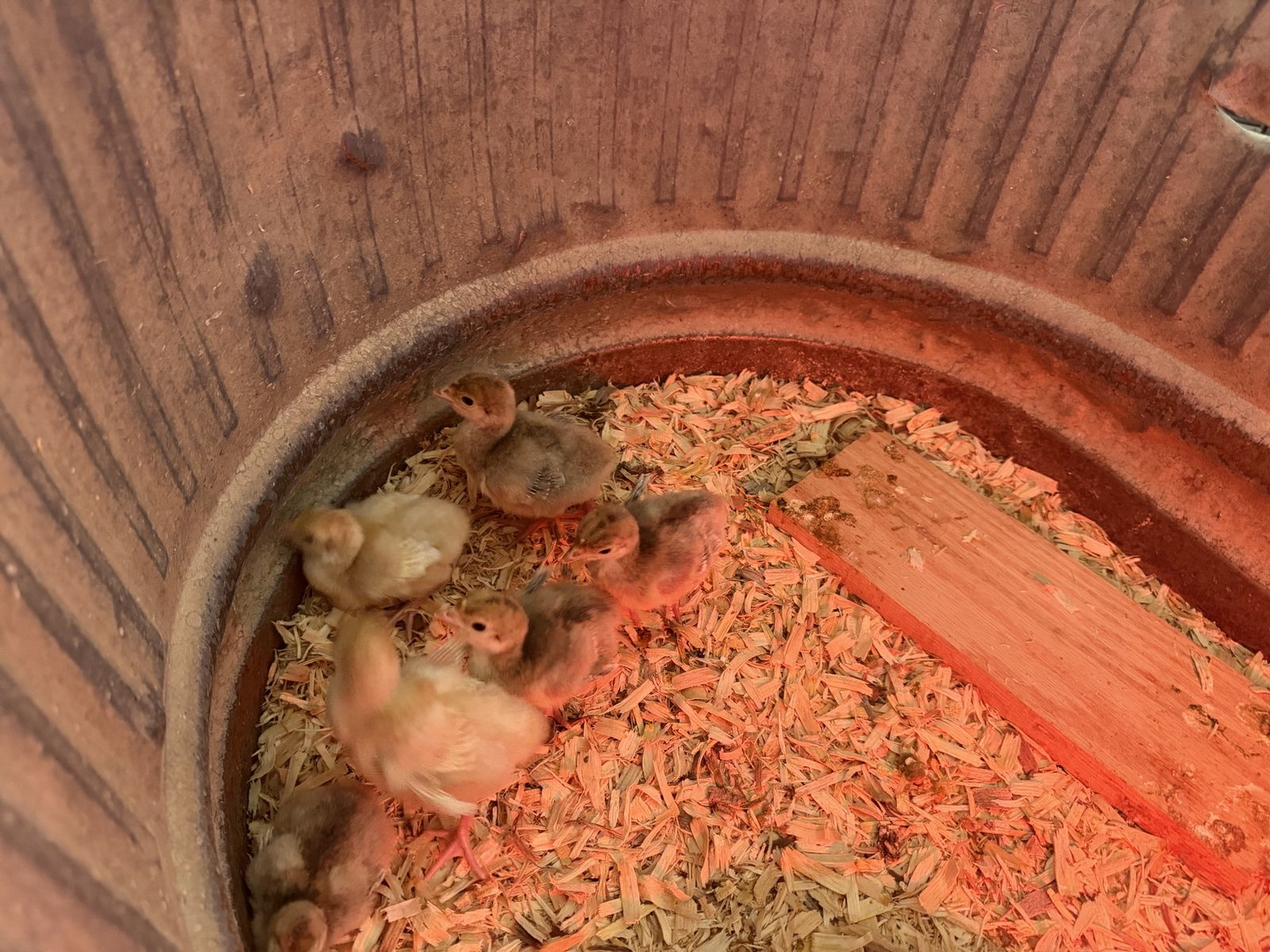 Turkey poults