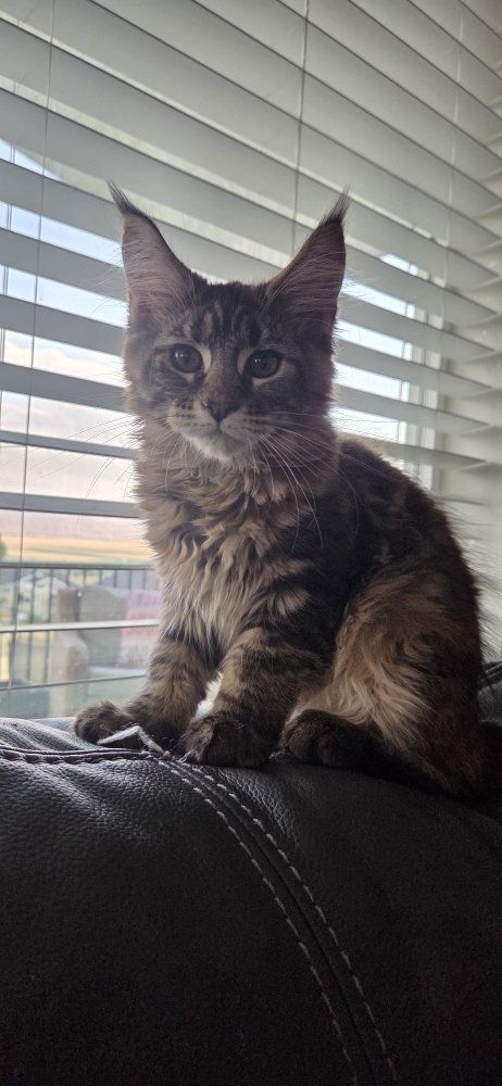 Maincoon