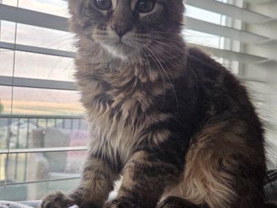 Maincoon