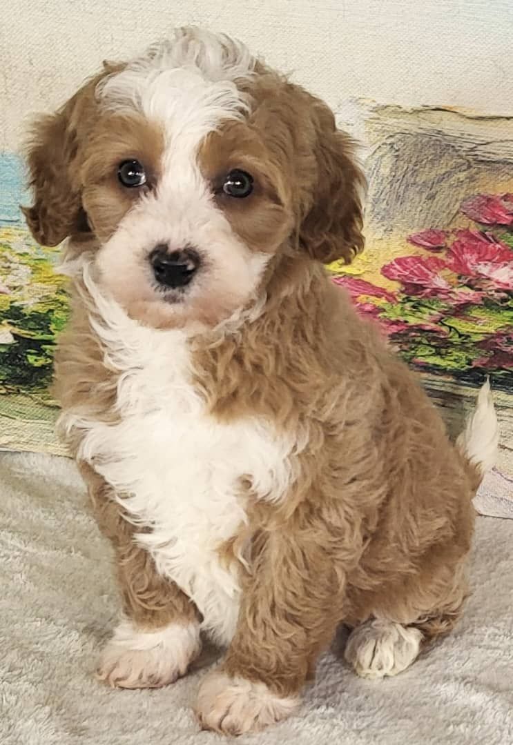 Micro Bernedoodle – Girl Mango ($2400)