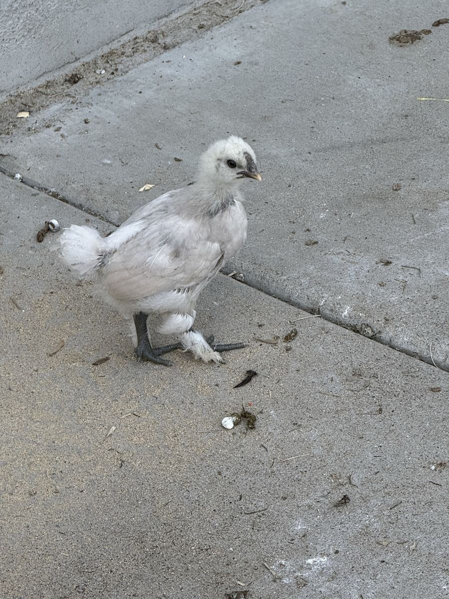 Silkie Hatching Eggs Available 🥚