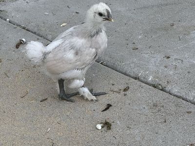 Silkie Hatching Eggs Available 🥚