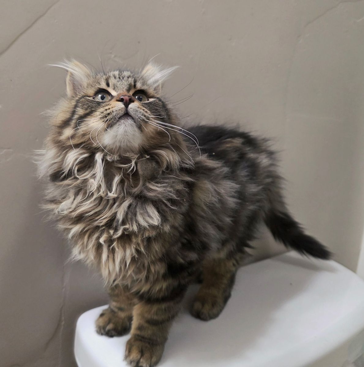 Siberian forest kittens