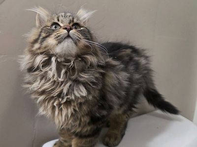 Siberian forest kittens