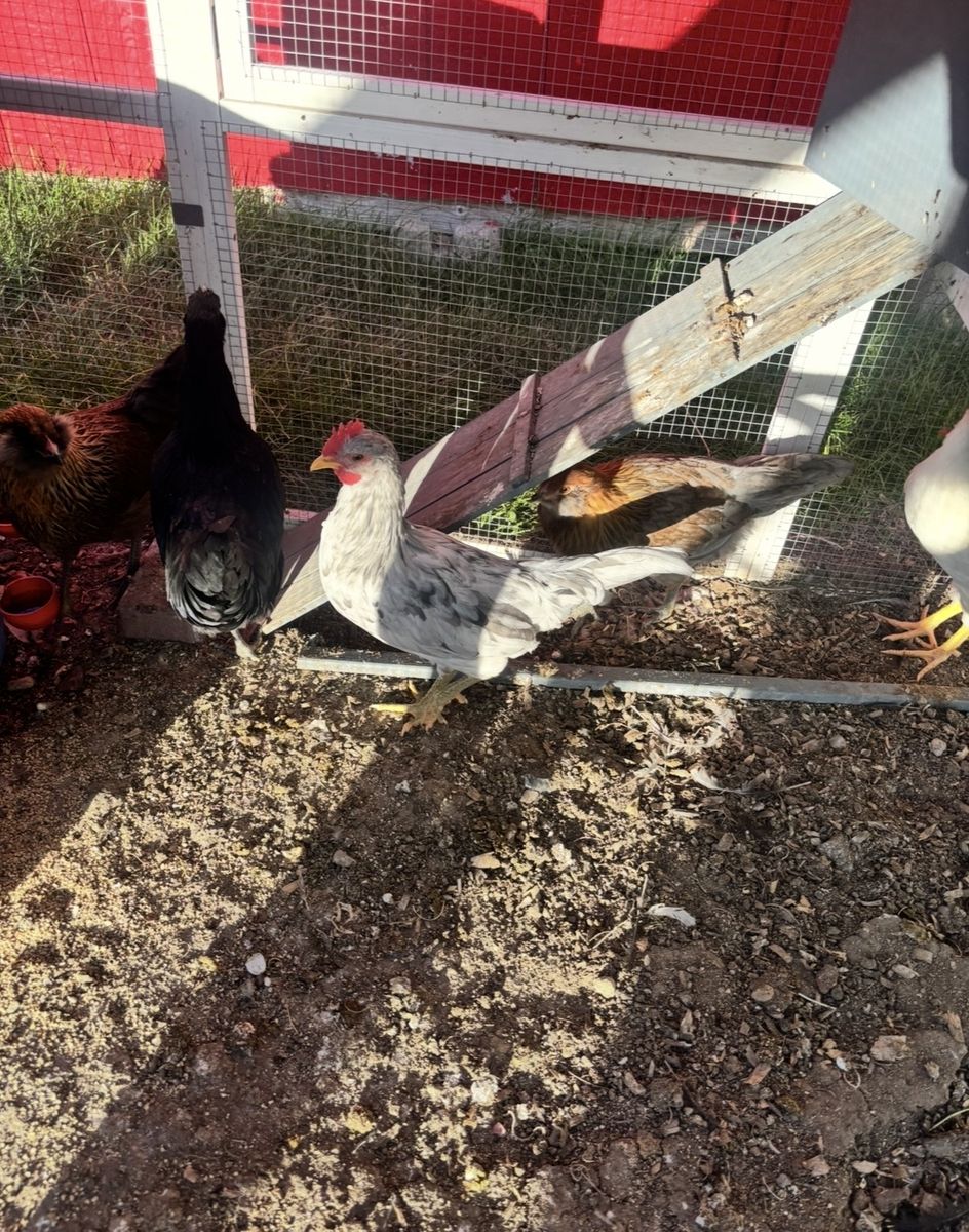 Free rooster